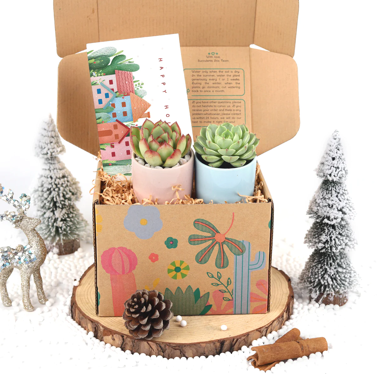 Live Succulents for Sale Online | Succulents Box